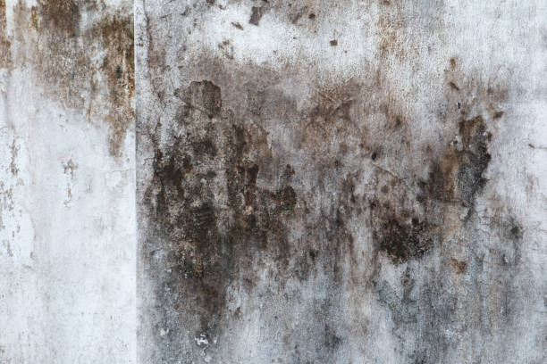Best Post-Construction Mold Inspection  in Pierceton, IN
