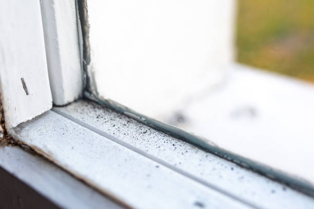 Best Emergency Mold Remediation  in Pierceton, IN