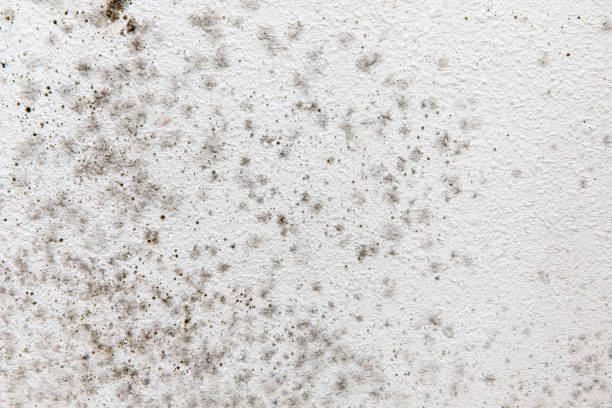 Best Environmental Consulting for Mold Prevention  in Pierceton, IN