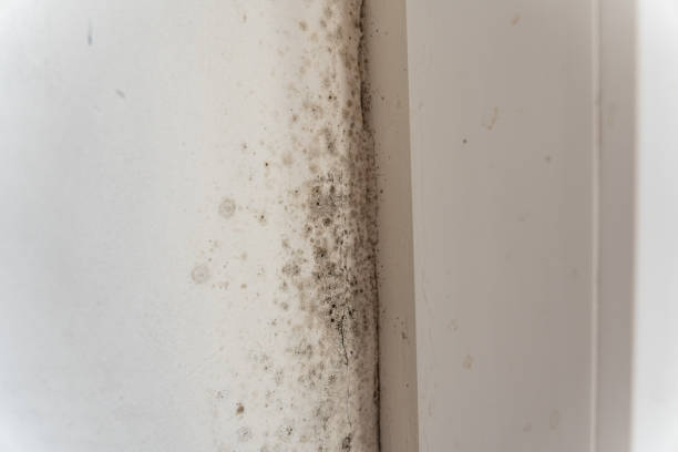 Best Crawl Space Mold Remediation  in Pierceton, IN